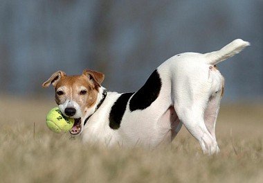 Jack-Russell Terrier