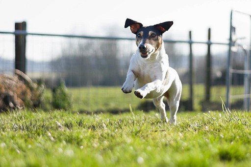 Jack Russell Terrier