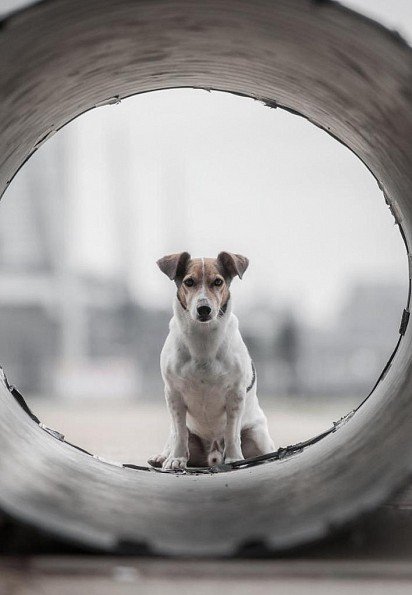 Jack Russell Terrier