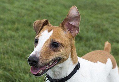 Jack Russell Terrier