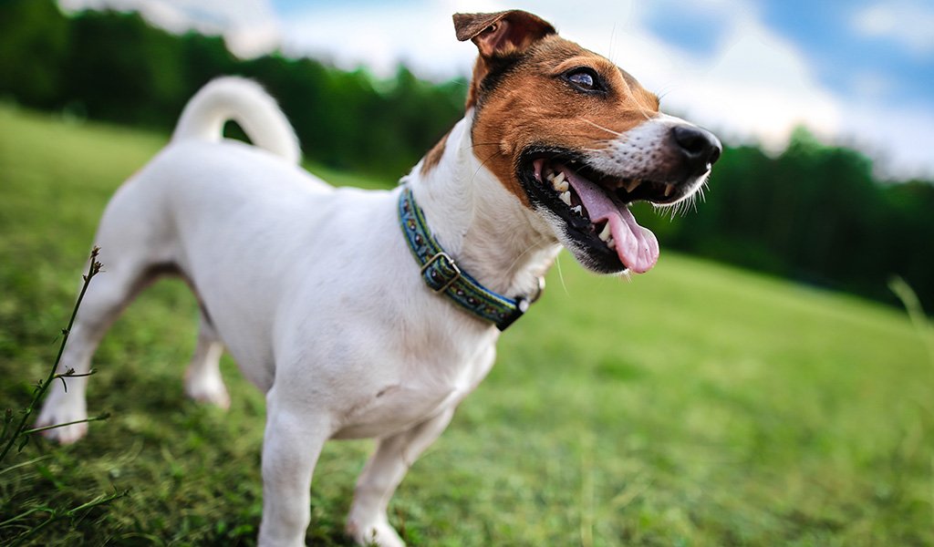 Jack Russell Terrier