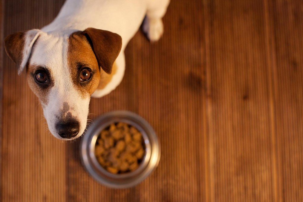 Jack-Russell Terrier