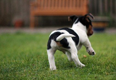 Jack-Russell Terrier