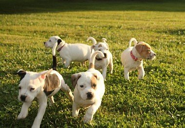 Jack-Russell Terrier