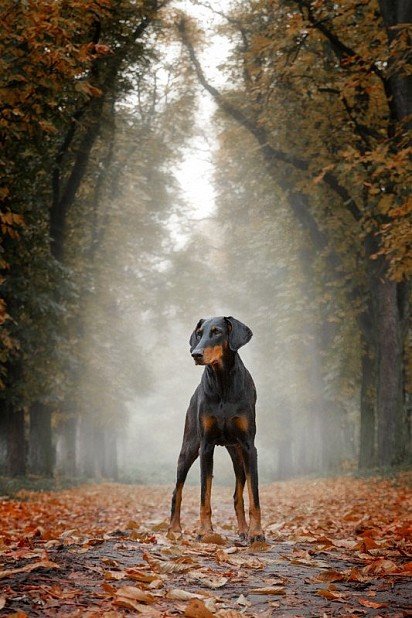 Beautiful Doberman