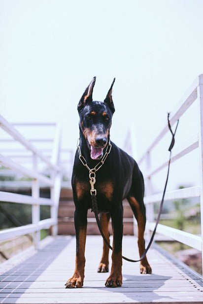 Doberman