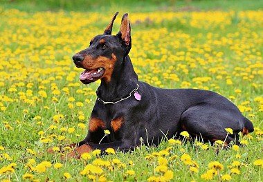 Doberman