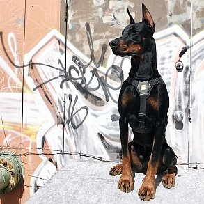 Doberman