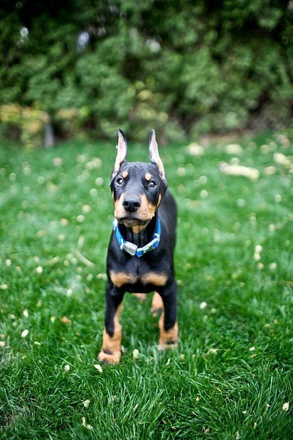 Doberman puppy