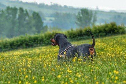 Doberman with an uncut tail