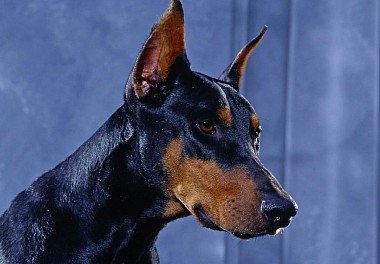 Doberman