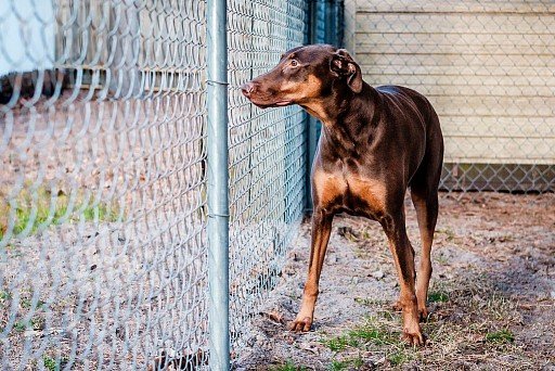 Brown Doberman