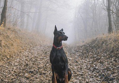 Doberman