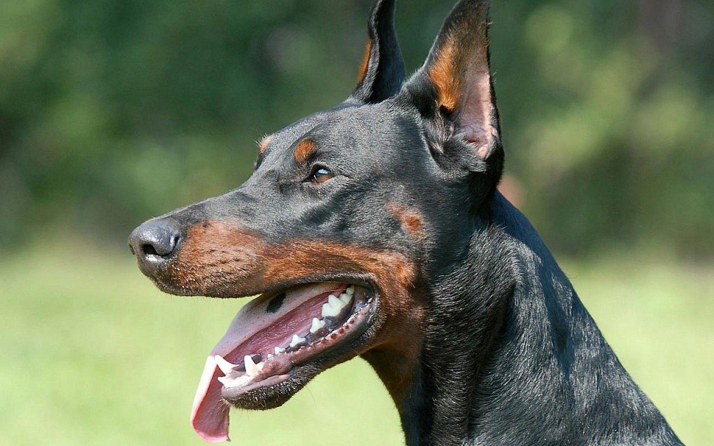 Doberman's muzzle