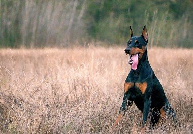 Doberman