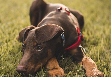 Doberman