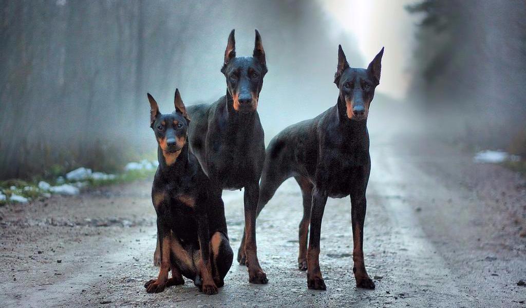 Doberman