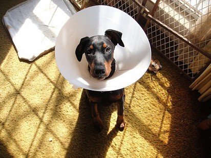 Doberman in protective collar