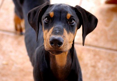 Doberman