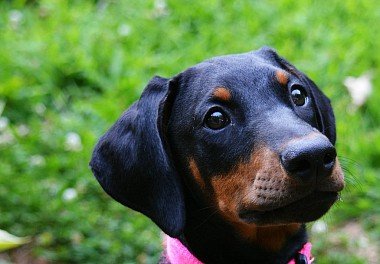 Doberman