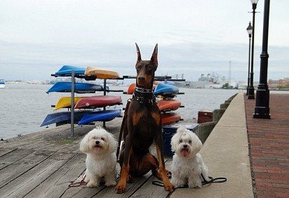 Doberman on the defense of the bolognese