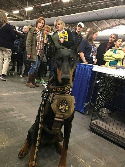 Doberman on police duty