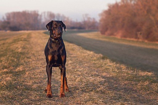 Black Doberman