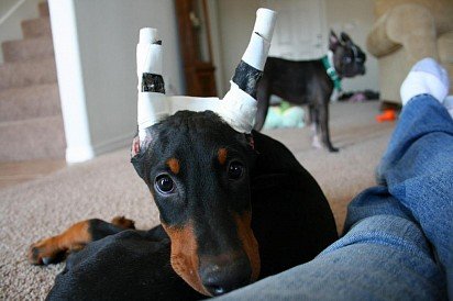 Setting Doberman Ears