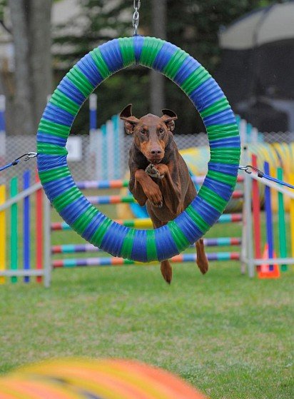 Doberman Training