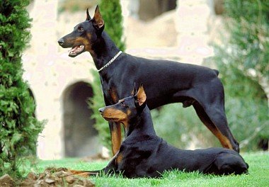 Doberman