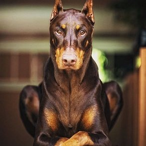 Doberman