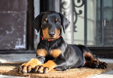 Doberman