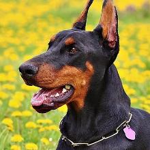 Doberman