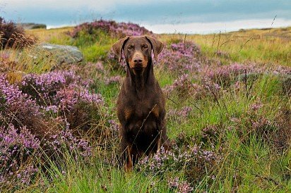 Doberman with unbought ears