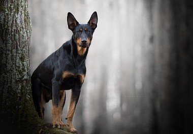 Doberman