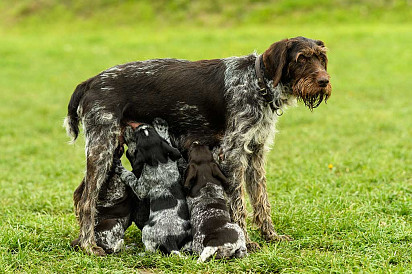 Mom feeds puppies