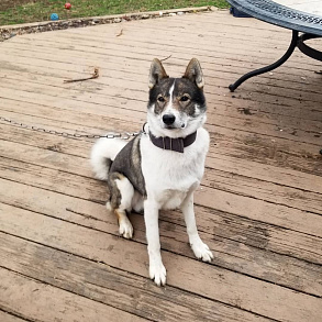 West Siberian husky