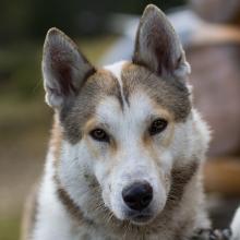 The West Siberian Husky