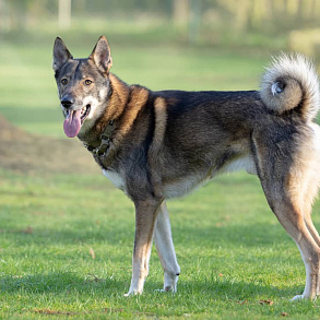 West Siberian husky