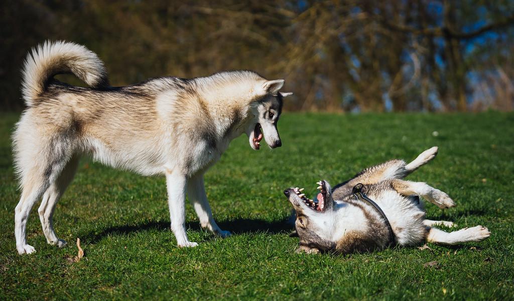 West Siberian husky