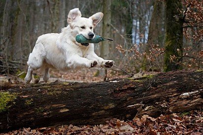 Golden Retriever Training