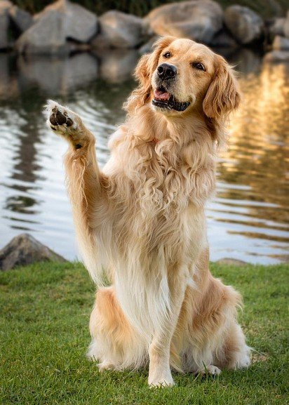 Golden Retriever