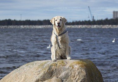 English Type Golden Retriever