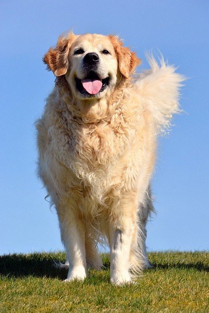 Golden Retriever