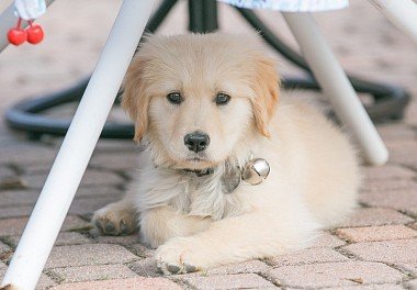 Golden Retriever