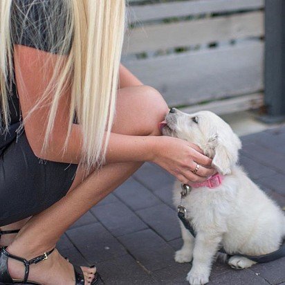 Golden Retriever Puppy