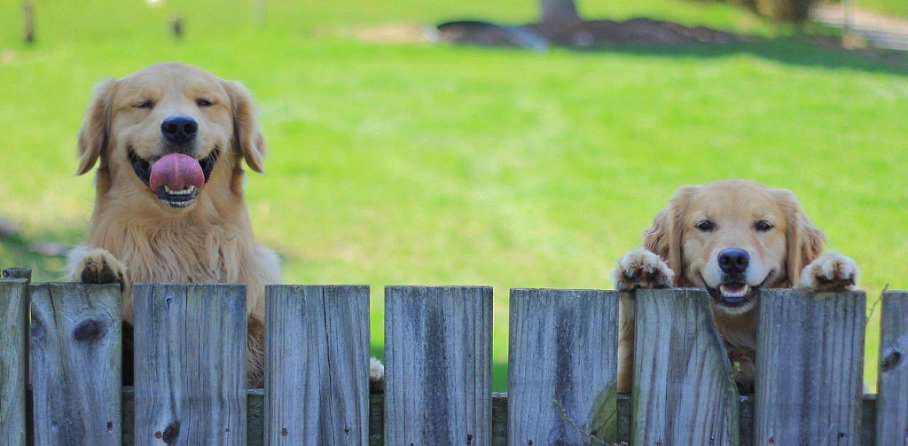 Two curious faces