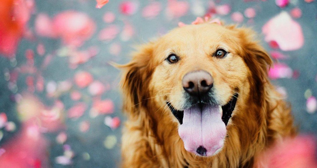 The satisfied face of a golden retriever