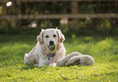 Golden Retriever