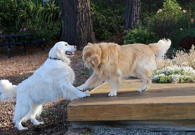 Golden Retriever